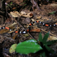 Image for article titled How To Dodge A Bullet Ant 12 Stories Up — In The Rainforest Canopy